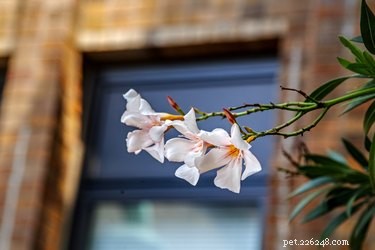 Are Cats and Dogs Safe Around Oleander? Understanding the Risks
