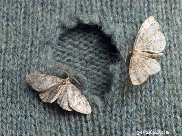 Are Mothballs Dangerous for Cats and Dogs? Understand the Risks
