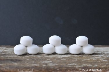 Are Mothballs Dangerous for Cats and Dogs? Understand the Risks