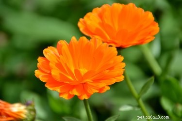 Are Marigolds Safe Around Pets? Risks to Cats and Dogs Explained