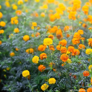 Are Marigolds Safe Around Pets? Risks to Cats and Dogs Explained