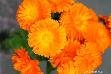 Are Marigolds Safe Around Pets? Risks to Cats and Dogs Explained