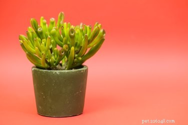 Are Jade Plants Toxic to Dogs and Cats? What You Need to Know