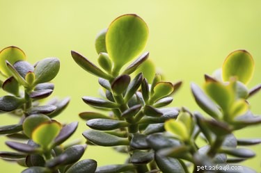 Are Jade Plants Toxic to Dogs and Cats? What You Need to Know