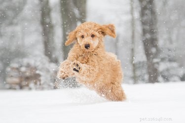 Essential Winter Safety Tips to Keep Your Dog Warm and Healthy