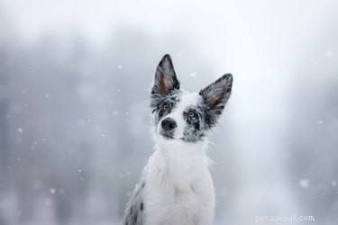 Essential Winter Safety Tips to Keep Your Dog Warm and Healthy
