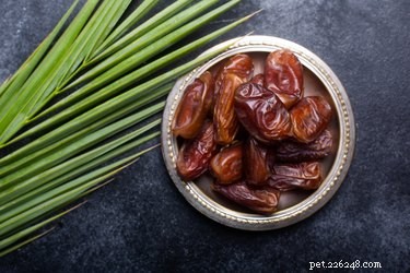 Are Dates Safe for Dogs? A Comprehensive Guide