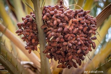 Are Dates Safe for Dogs? A Comprehensive Guide