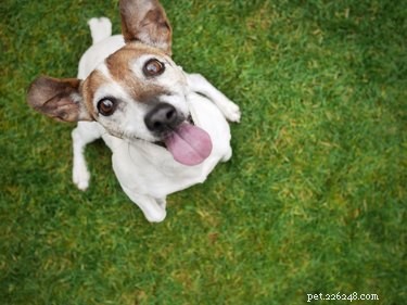 Are Dates Safe for Dogs? A Comprehensive Guide