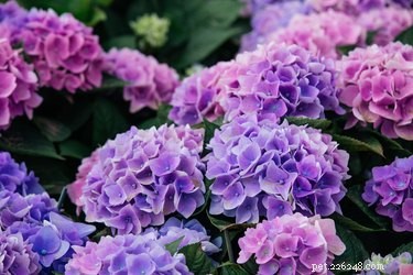 Are Hydrangeas Safe for Cats and Dogs? Learn the Risks