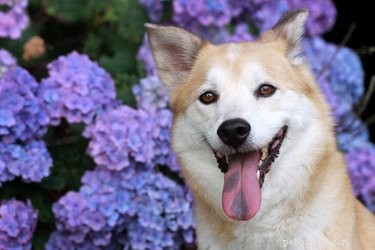 Are Hydrangeas Safe for Cats and Dogs? Learn the Risks