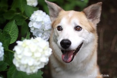 Are Hydrangeas Safe for Cats and Dogs? Learn the Risks