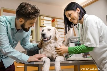 Managing Unaffordable Vet Bills: Practical Steps & Resources