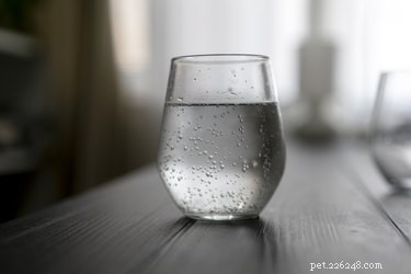 Is Sparkling Water Safe for Dogs? What You Need to Know