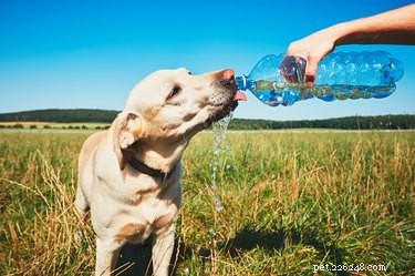 Is Sparkling Water Safe for Dogs? What You Need to Know