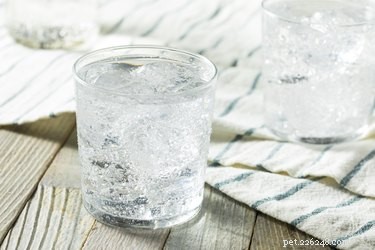 Is Sparkling Water Safe for Dogs? What You Need to Know
