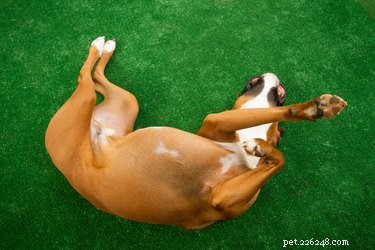 What Causes a Red Chest in Dogs? Common Reasons & When to Seek Veterinary Care