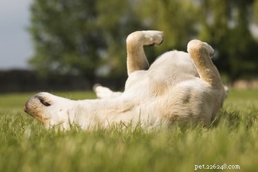 What Causes a Red Chest in Dogs? Common Reasons & When to Seek Veterinary Care