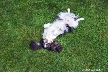 What Causes a Red Chest in Dogs? Common Reasons & When to Seek Veterinary Care