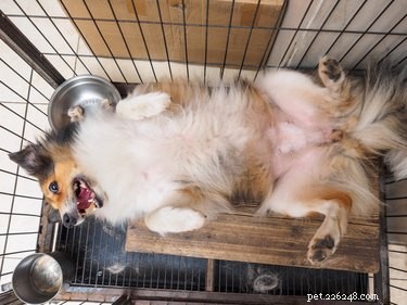 What Causes a Dog’s Gurgling Stomach? Symptoms & What to Know