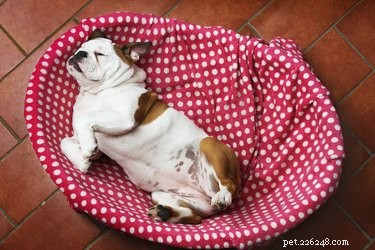 What Causes a Dog’s Gurgling Stomach? Symptoms & What to Know
