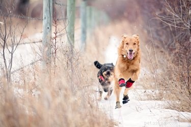 Should Your Dog Wear Winter Boots? Expert Tips for Paw Protection