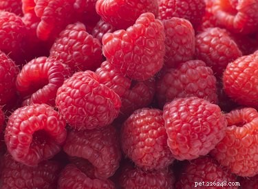 Can Dogs Safely Enjoy Raspberries? A Quick Guide
