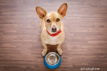 Can Dogs Safely Enjoy Raspberries? A Quick Guide