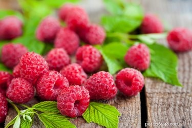 Can Dogs Safely Enjoy Raspberries? A Quick Guide