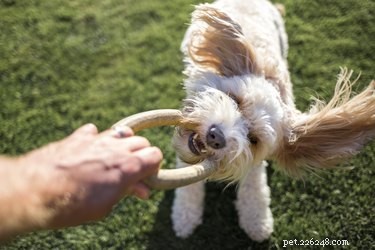 6 Creative Ways to Exercise Your Dog When Walks Aren’t Possible