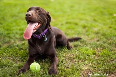 6 Creative Ways to Exercise Your Dog When Walks Aren’t Possible