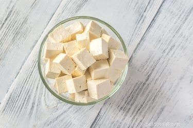 Is Tofu Safe for Dogs? Expert Guide on Benefits, Risks, and Feeding Tips