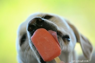 5 Easy Hydrating Treats to Keep Your Dog Refreshed