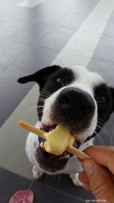 5 Easy Hydrating Treats to Keep Your Dog Refreshed