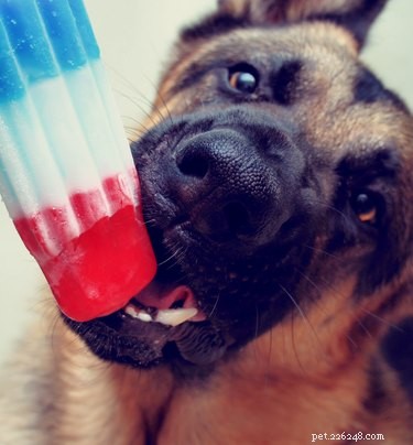 5 Easy Hydrating Treats to Keep Your Dog Refreshed