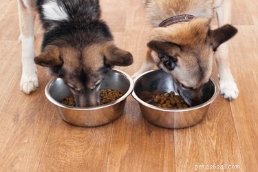 Should You Feed Your Dog Organic Food? A Veterinarian’s Guide
