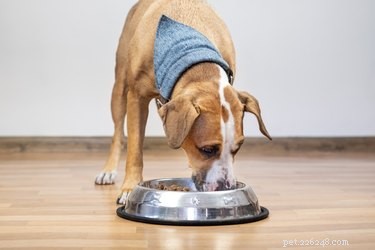 Should You Feed Your Dog Organic Food? A Veterinarian’s Guide