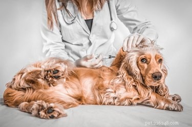 The 5‑in‑1 Dog Vaccine Explained: Protecting Your Pup from 5 Key Diseases