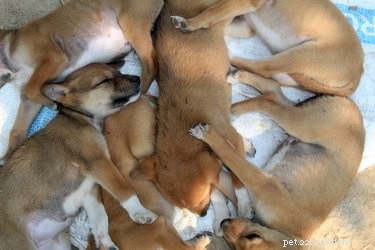 The 5‑in‑1 Dog Vaccine Explained: Protecting Your Pup from 5 Key Diseases