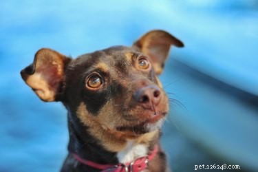 The 5‑in‑1 Dog Vaccine Explained: Protecting Your Pup from 5 Key Diseases