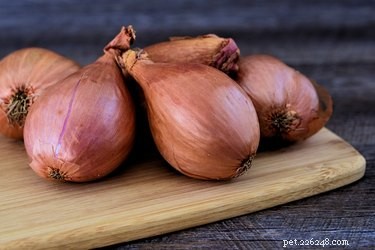 Are Shallots Safe for Dogs? Expert Guidance & Tips