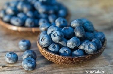 Blueberries: A Safe, Nutritious Treat for Your Dog