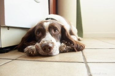 Blueberries: A Safe, Nutritious Treat for Your Dog