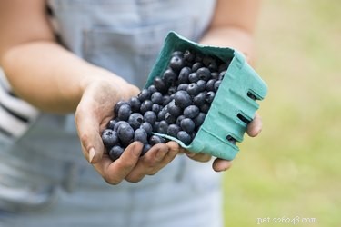Blueberries: A Safe, Nutritious Treat for Your Dog