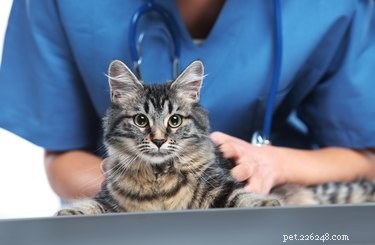 Pyometra in Cats & Dogs: Causes, Symptoms, and Why Spaying Is Crucial