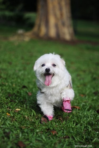 Do Dogs Need Shoes? When It’s Safe, Comfortable, and Stylish