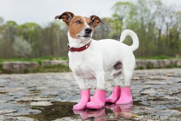 Do Dogs Need Shoes? When It’s Safe, Comfortable, and Stylish