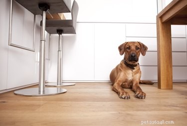 Are Coconuts Safe for Dogs? Health Tips & Facts