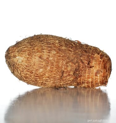 Are Yams Safe for Dogs? A Complete Guide to Feeding Yams to Your Canine Companion