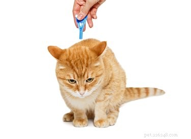 Best Flea Treatments for Cats & Dogs: Trusted 2024 Choices